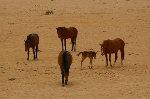 238 Namibia Okt 2006 .JPG